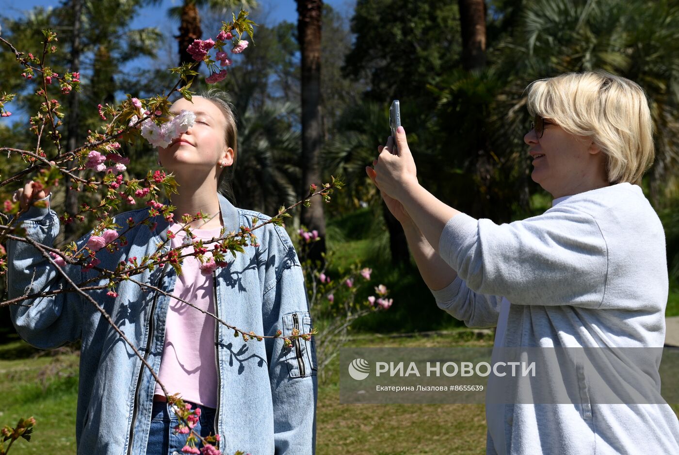 Цветение сакуры в сочинском парке "Дендрарий"