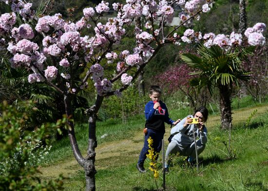 Цветение сакуры в сочинском парке "Дендрарий"