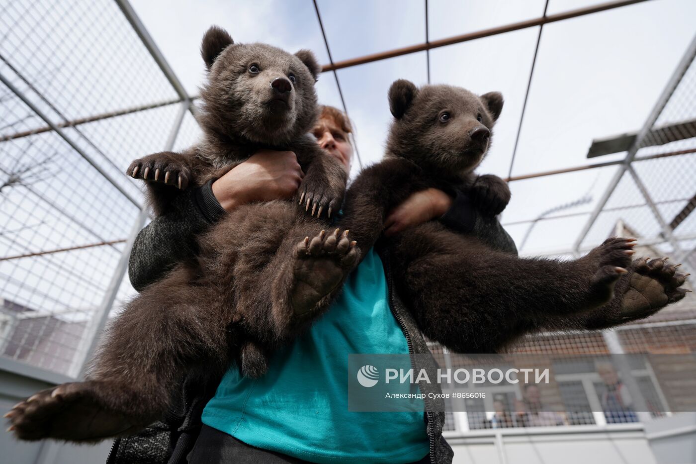 Медвежата в Мариупольском зоопарке