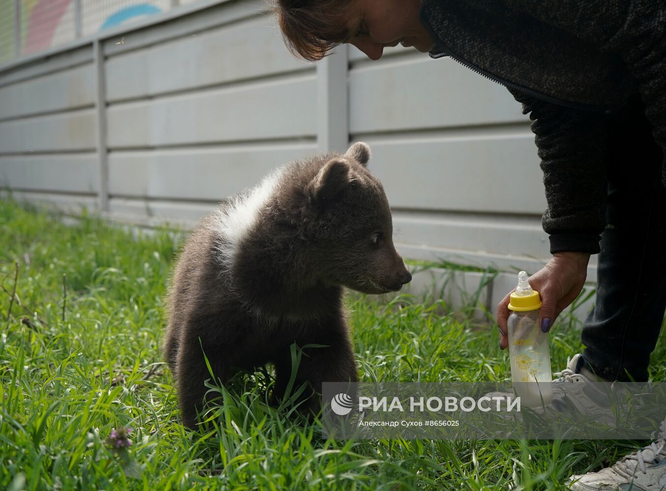 Медвежата в Мариупольском зоопарке