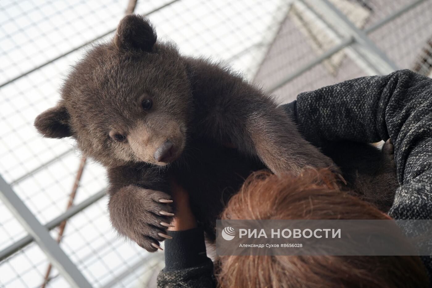 Медвежата в Мариупольском зоопарке