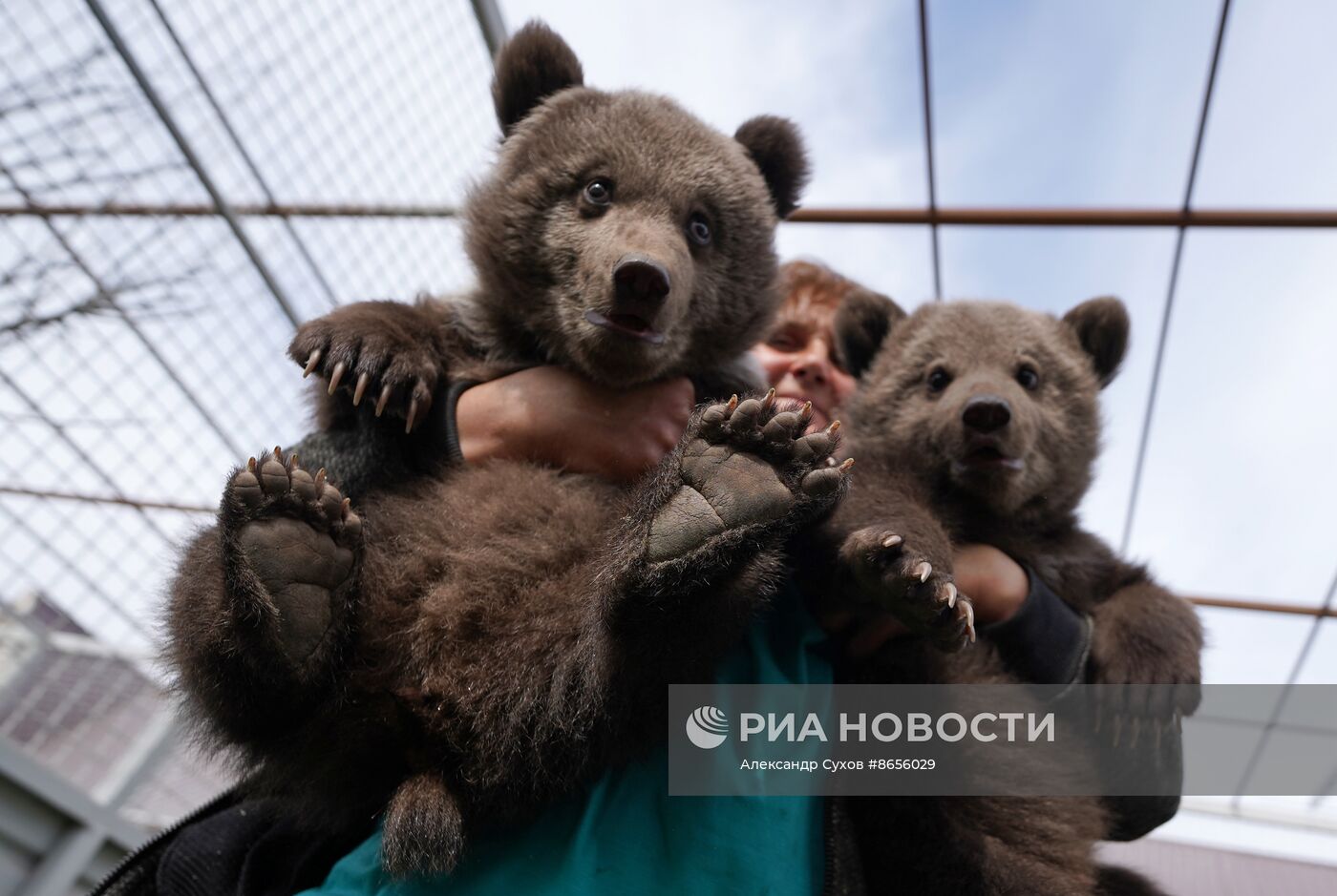 Медвежата в Мариупольском зоопарке