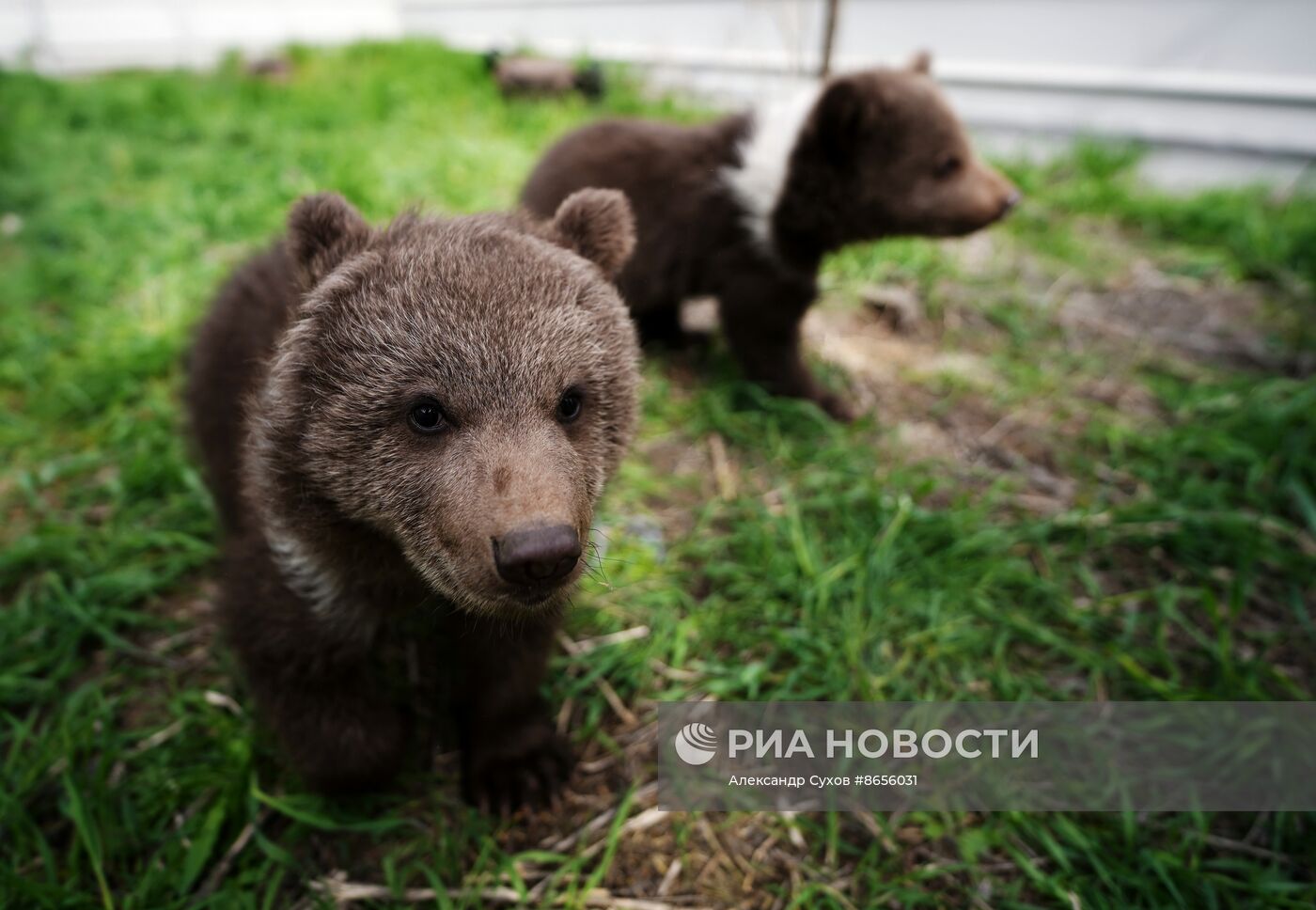 Медвежата в Мариупольском зоопарке