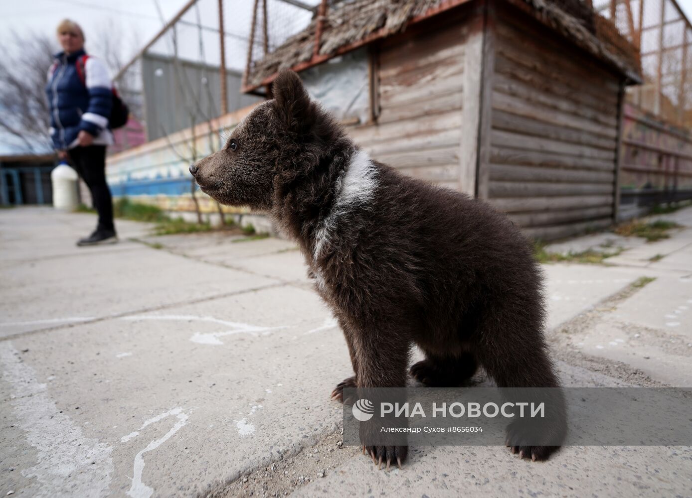 Медвежата в Мариупольском зоопарке