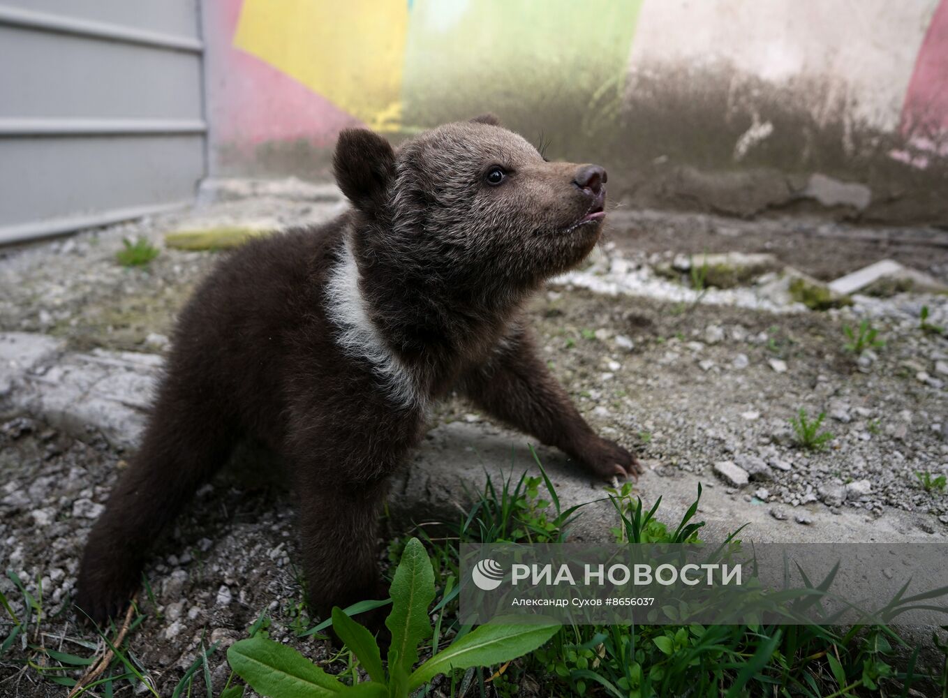 Медвежата в Мариупольском зоопарке