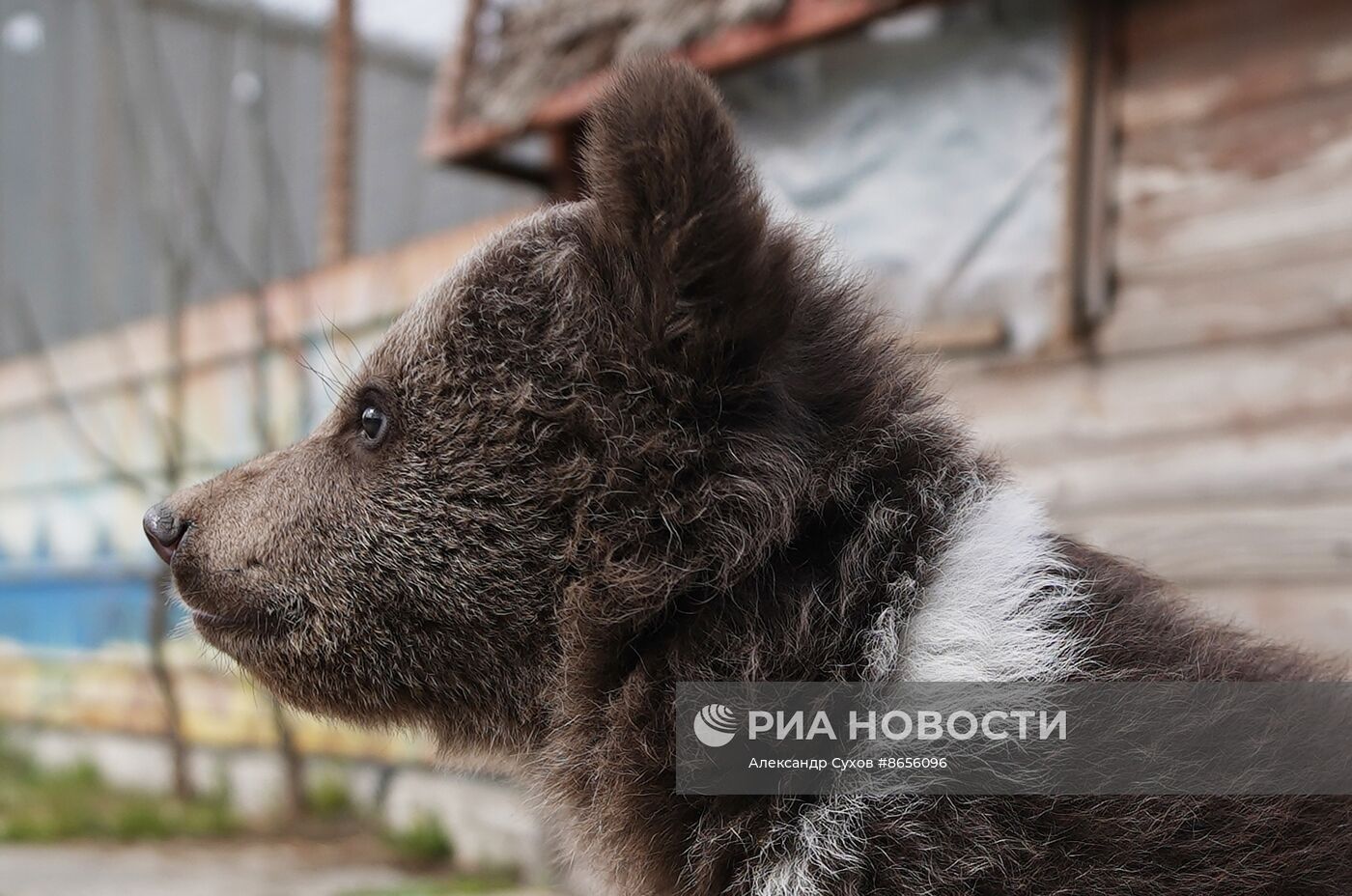 Медвежата в Мариупольском зоопарке