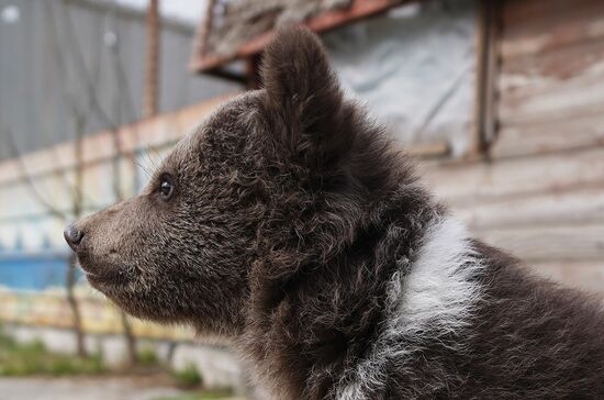 Медвежата в Мариупольском зоопарке