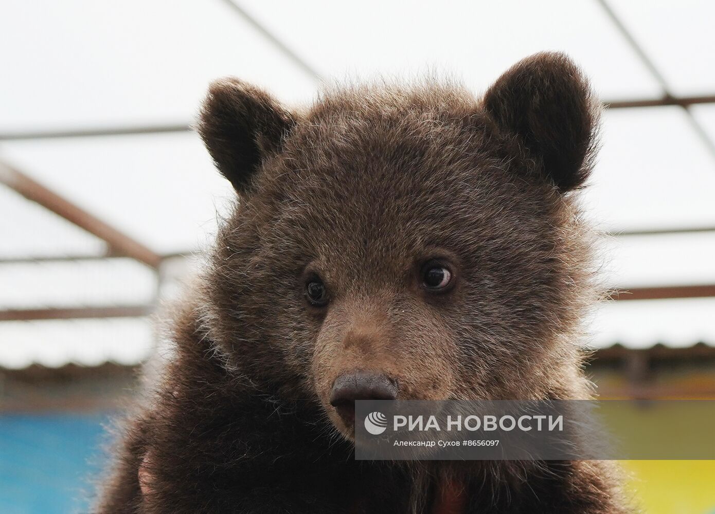 Медвежата в Мариупольском зоопарке