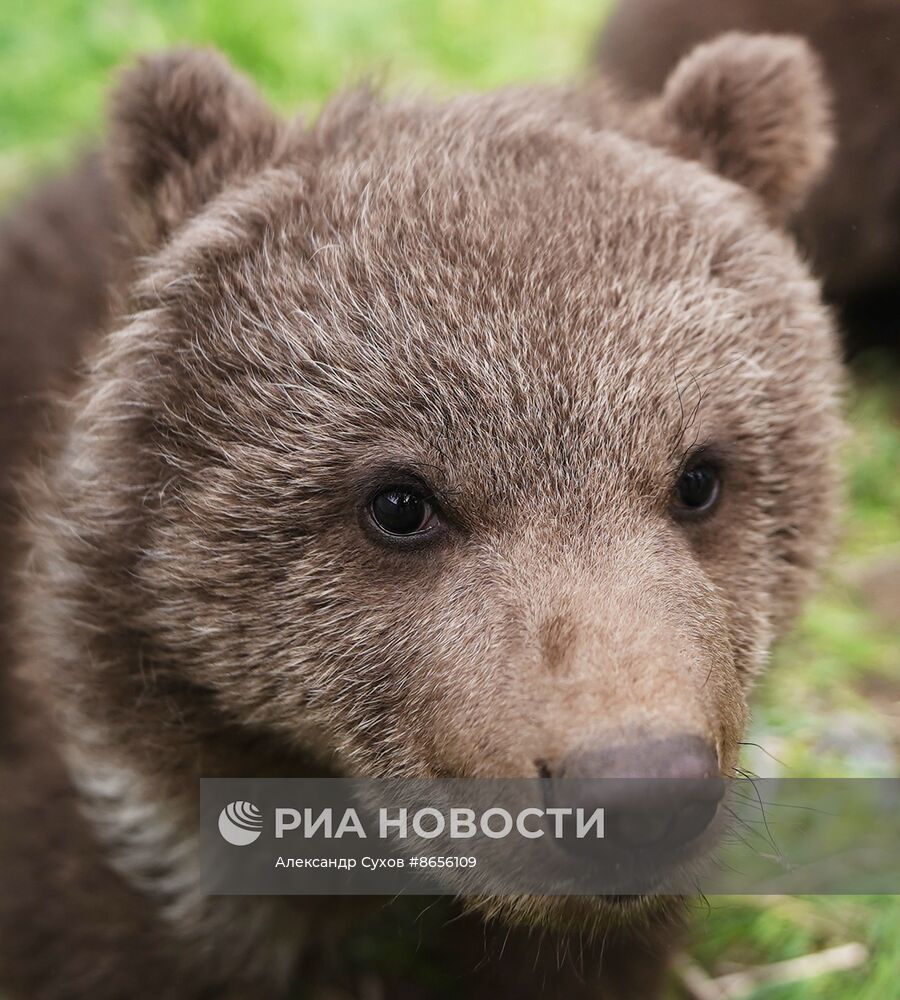 Медвежата в Мариупольском зоопарке