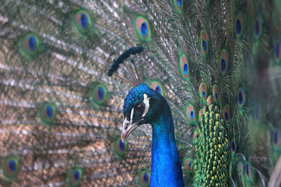 Белгородский зоопарк открылся для посещения после перерыва в работе из-за обстрелов