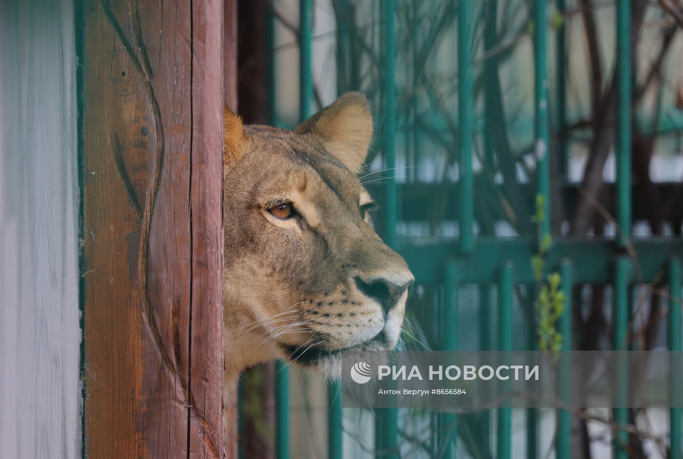 Белгородский зоопарк открылся для посещения после перерыва в работе из-за обстрелов