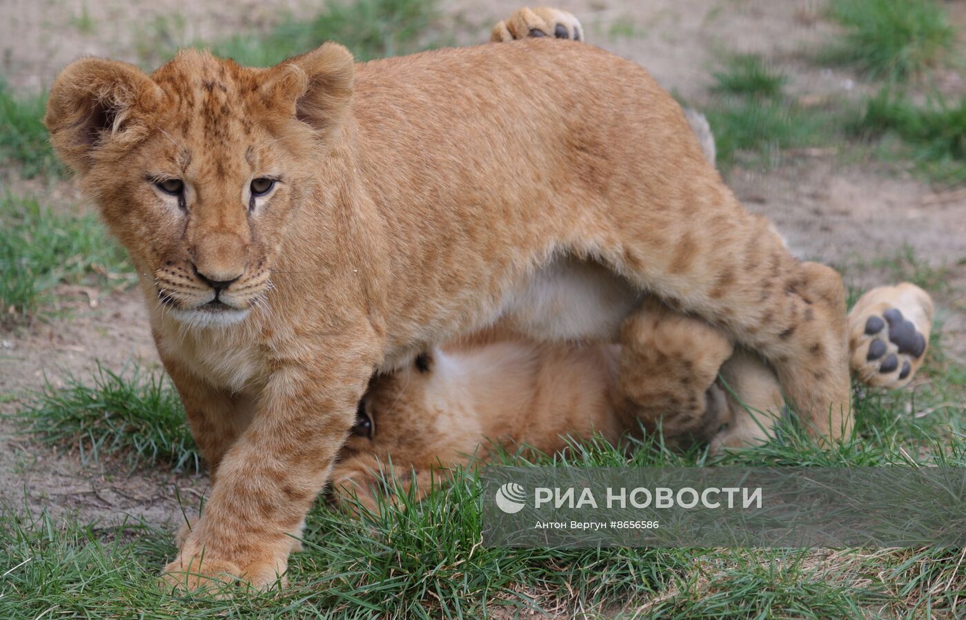 Белгородский зоопарк открылся для посещения после перерыва в работе из-за обстрелов