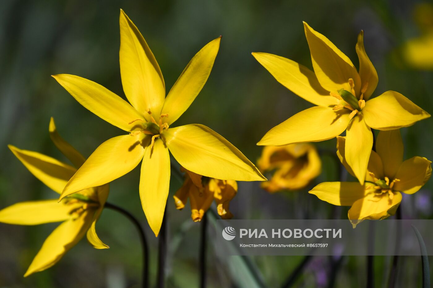 Опукский природный заповедник в Крыму