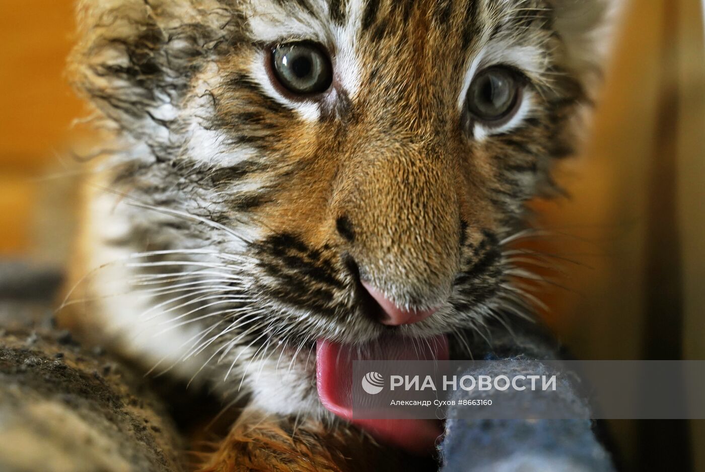 Тигрята в зоопарке Мариуполя