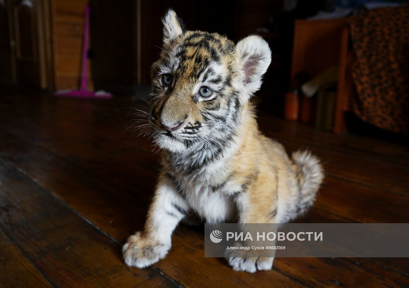 Тигрята в зоопарке Мариуполя