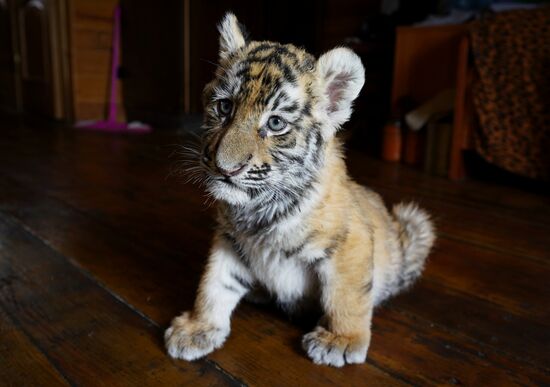 Тигрята в зоопарке Мариуполя