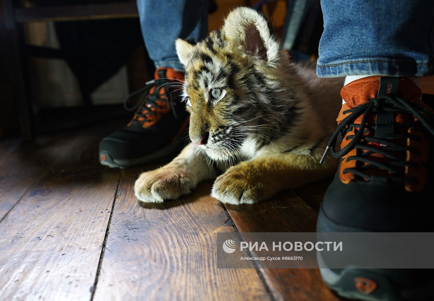 Тигрята в зоопарке Мариуполя