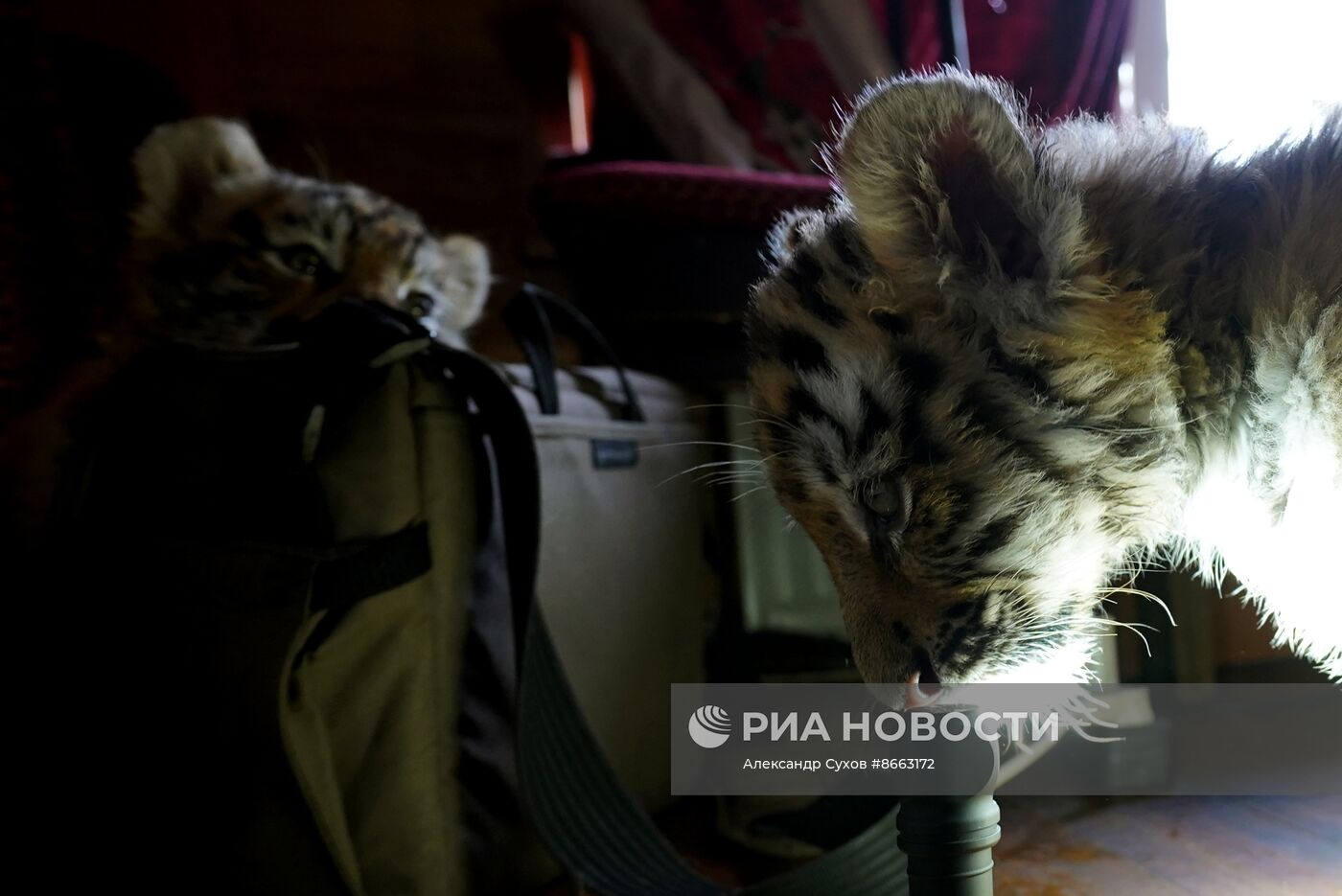 Тигрята в зоопарке Мариуполя