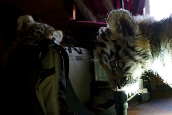 Тигрята в зоопарке Мариуполя