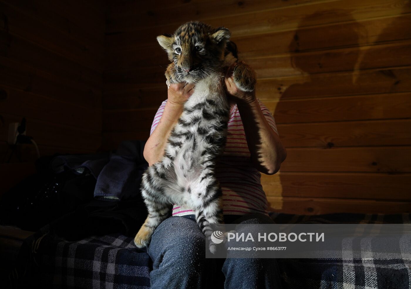 Тигрята в зоопарке Мариуполя