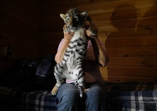 Тигрята в зоопарке Мариуполя