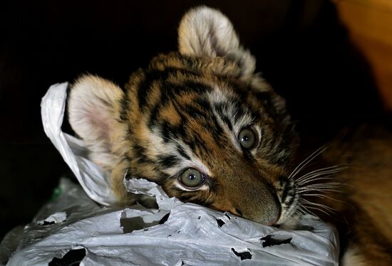 Тигрята в зоопарке Мариуполя