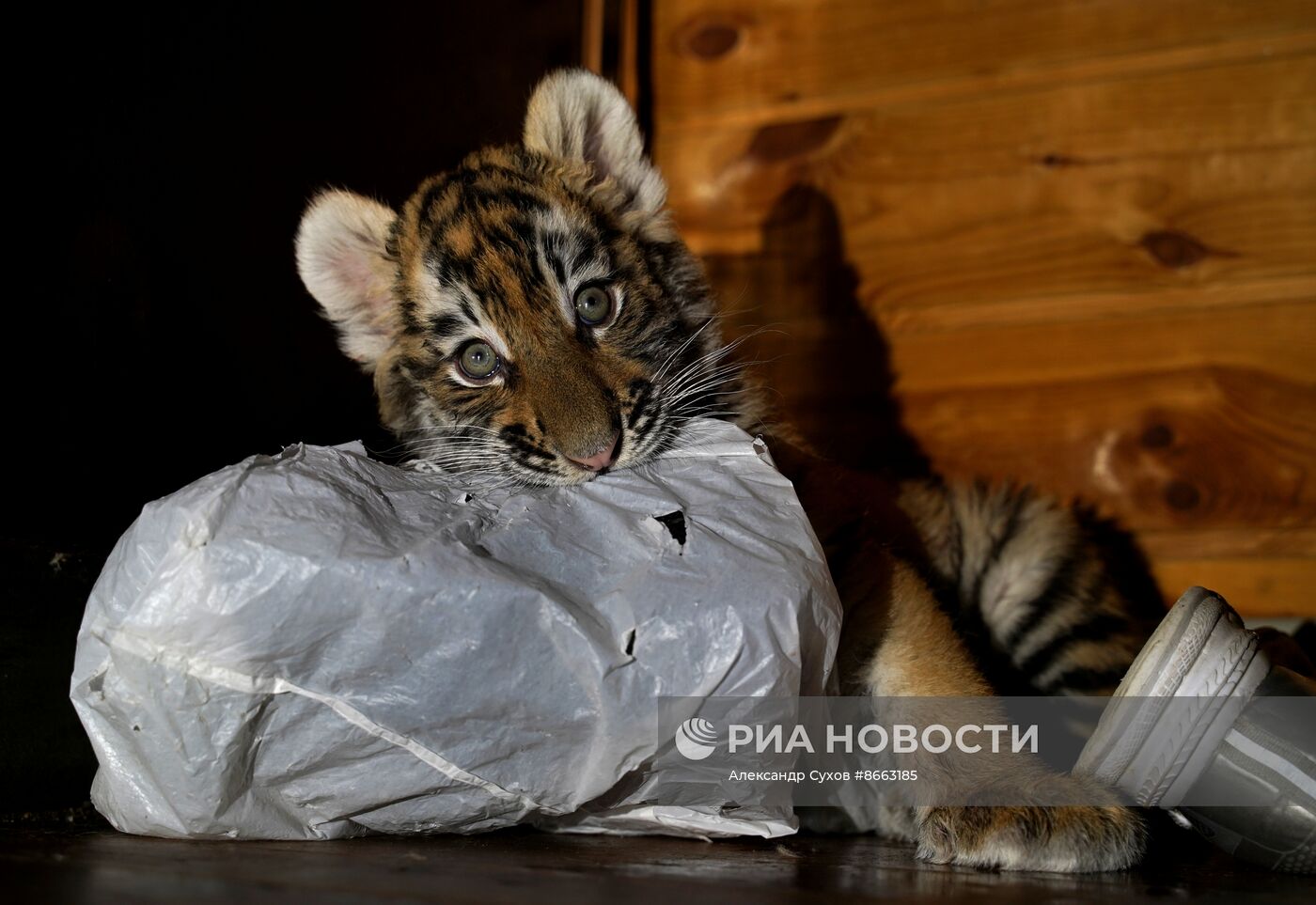 Тигрята в зоопарке Мариуполя