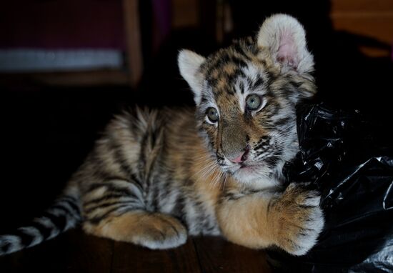 Тигрята в зоопарке Мариуполя