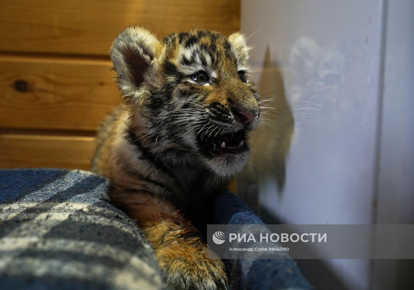 Тигрята в зоопарке Мариуполя