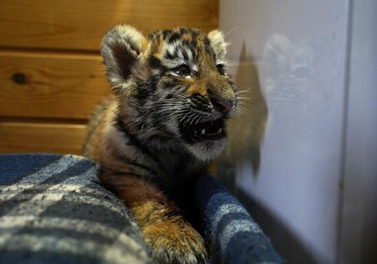 Тигрята в зоопарке Мариуполя