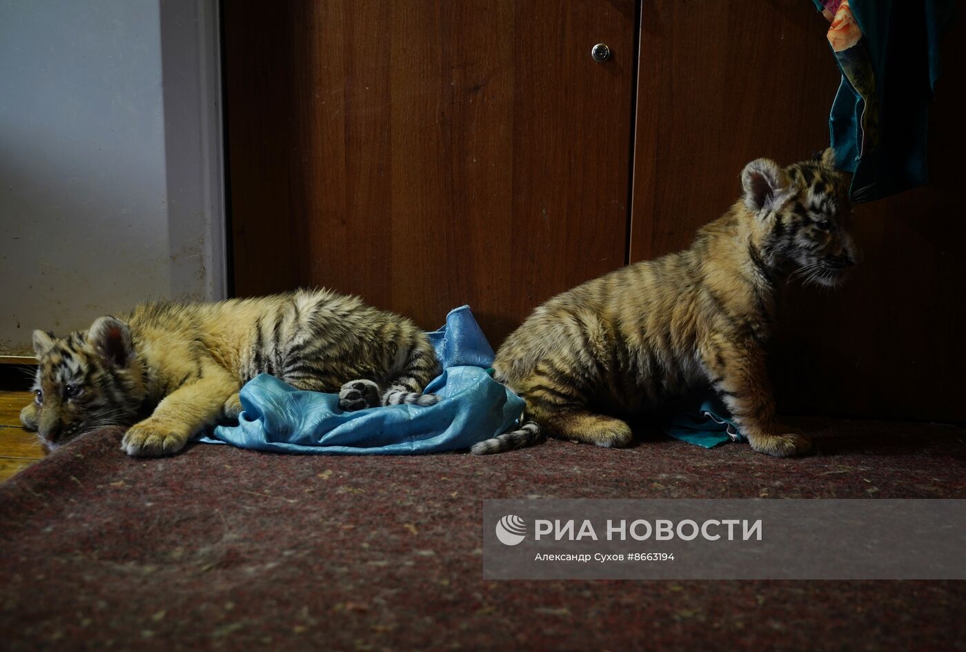 Тигрята в зоопарке Мариуполя