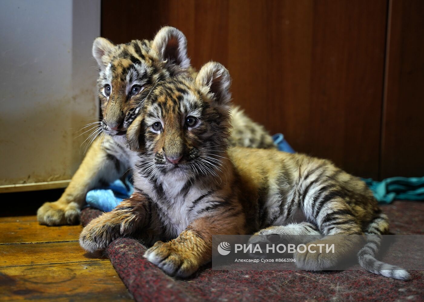 Тигрята в зоопарке Мариуполя