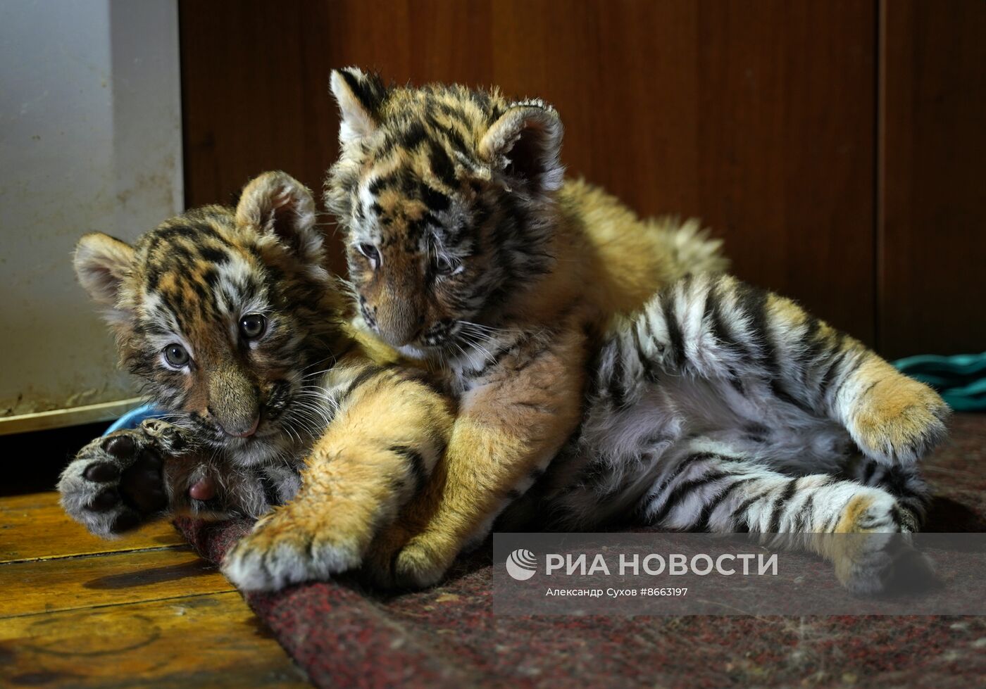 Тигрята в зоопарке Мариуполя