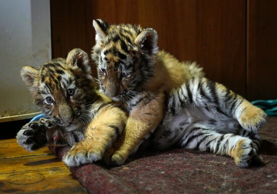 Тигрята в зоопарке Мариуполя