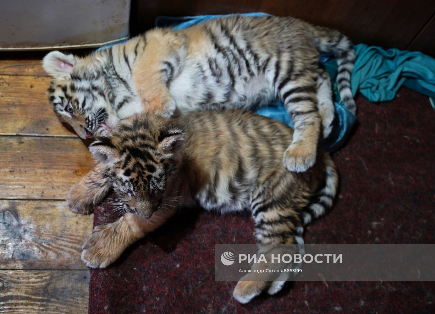 Тигрята в зоопарке Мариуполя