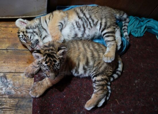 Тигрята в зоопарке Мариуполя