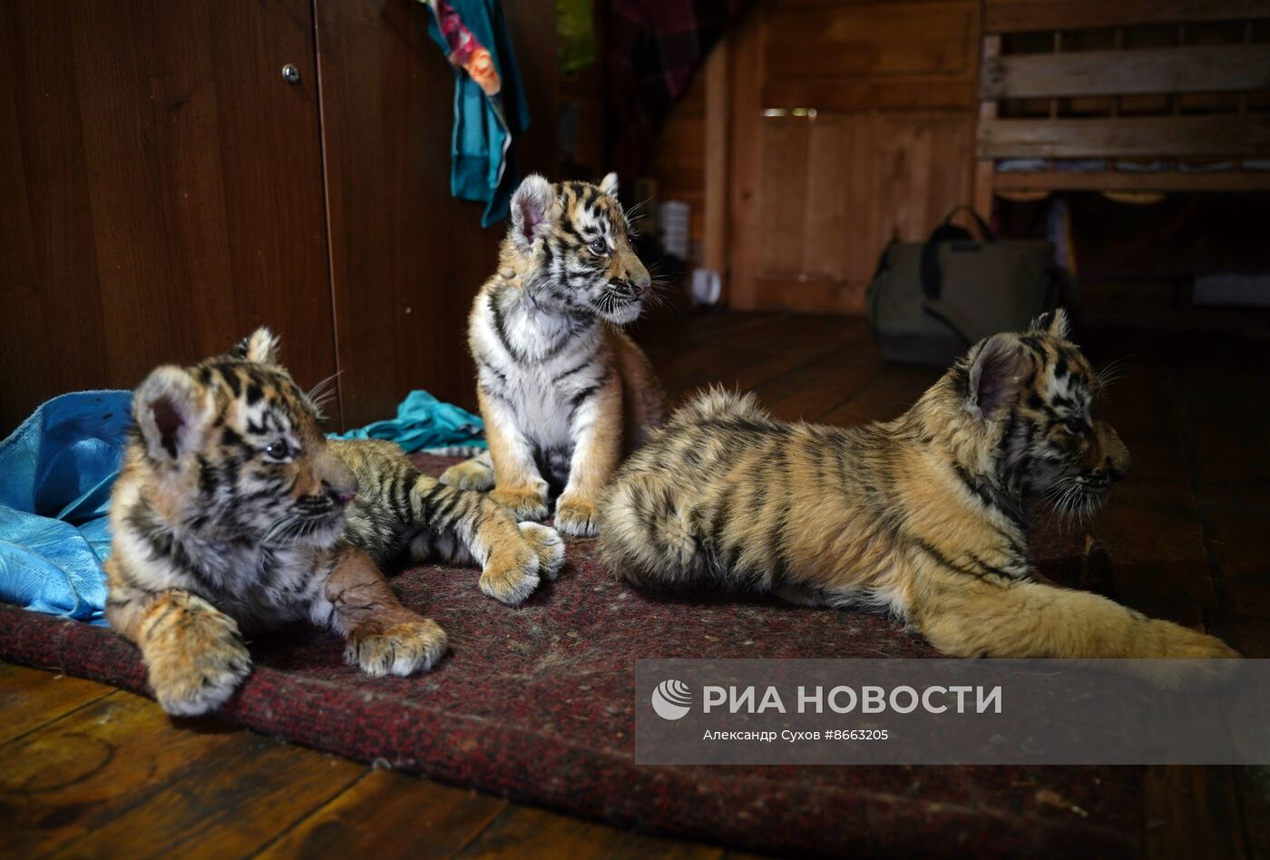 Тигрята в зоопарке Мариуполя
