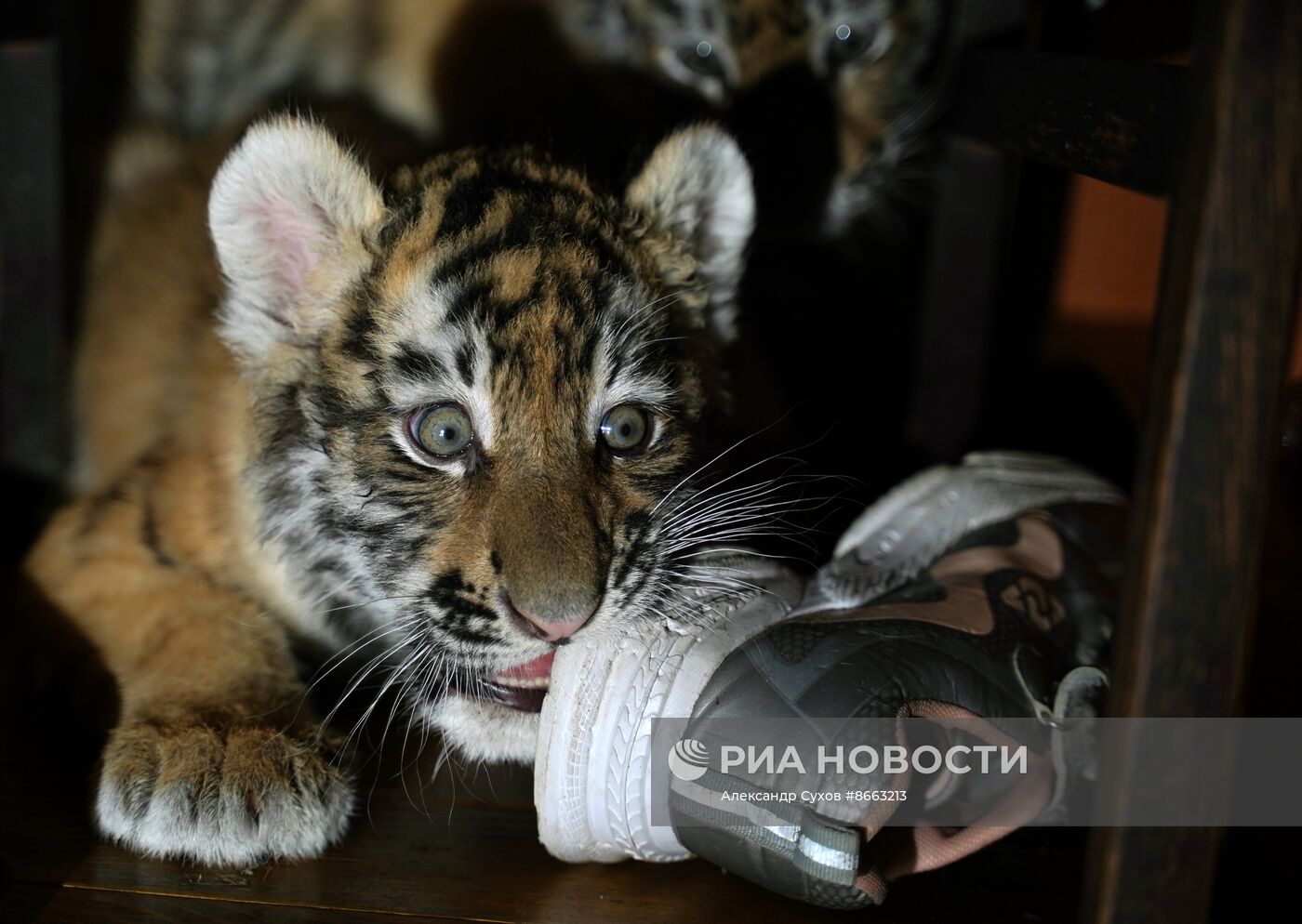 Тигрята в зоопарке Мариуполя