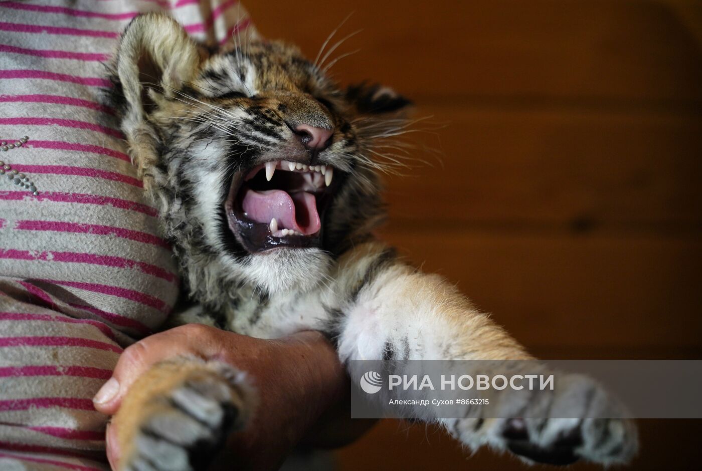Тигрята в зоопарке Мариуполя