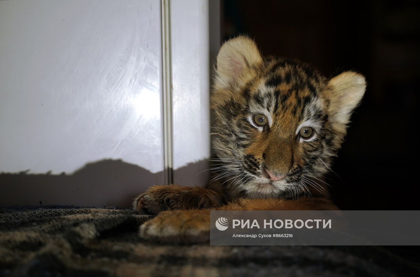 Тигрята в зоопарке Мариуполя