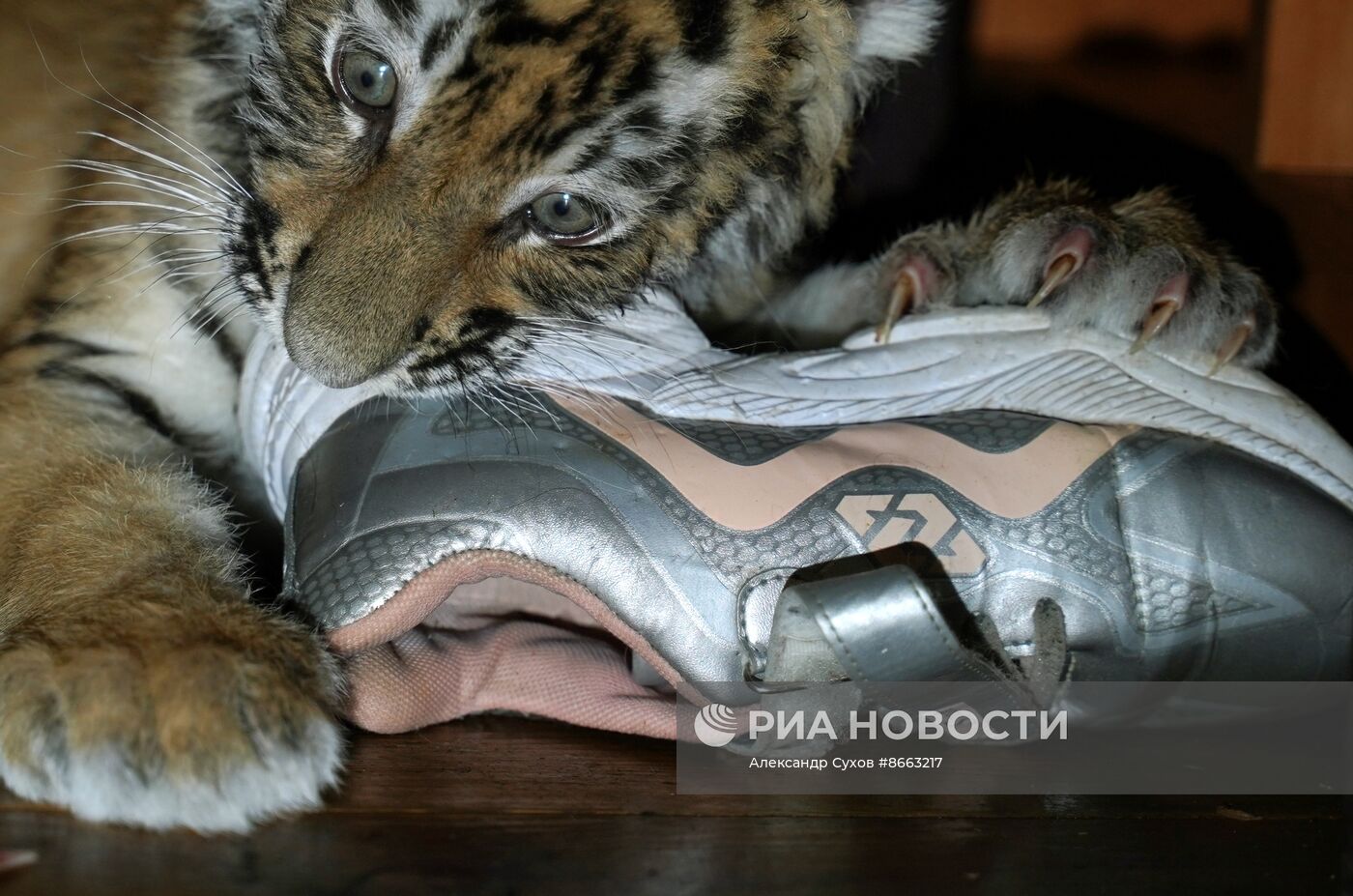 Тигрята в зоопарке Мариуполя