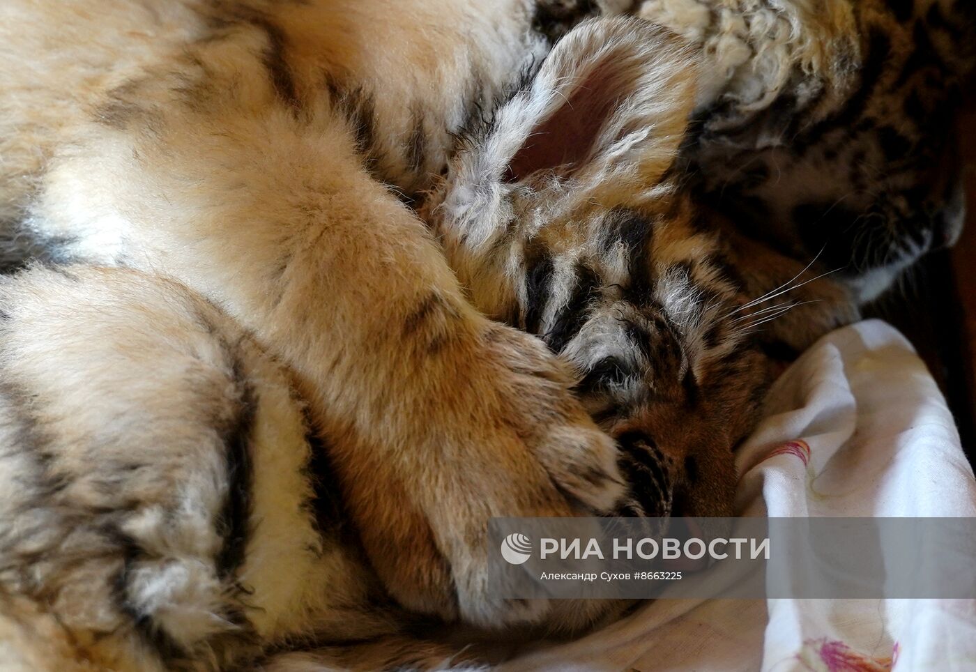 Тигрята в зоопарке Мариуполя