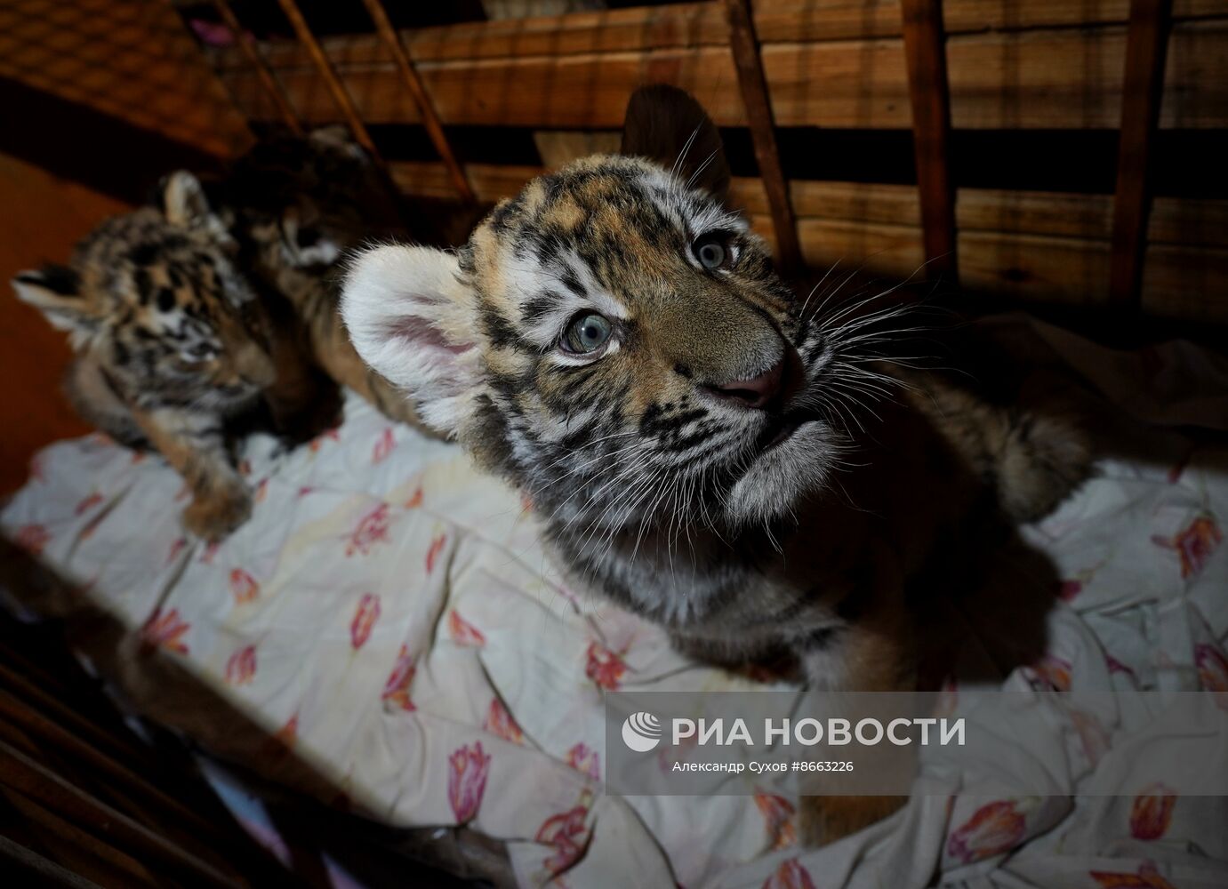 Тигрята в зоопарке Мариуполя