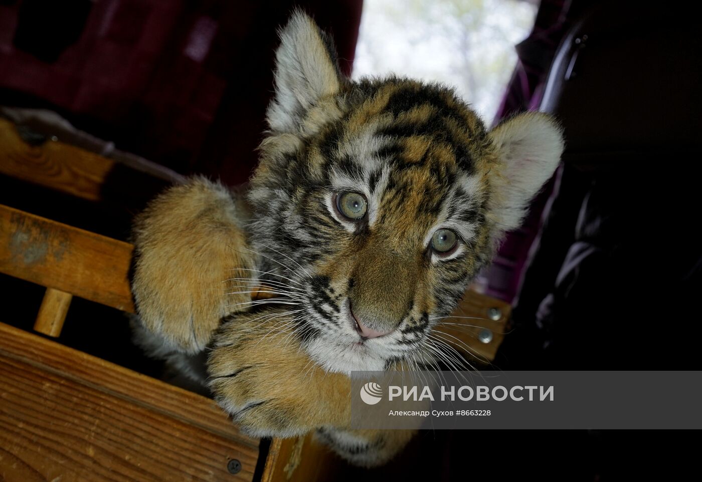 Тигрята в зоопарке Мариуполя