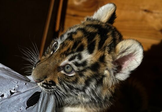 Тигрята в зоопарке Мариуполя