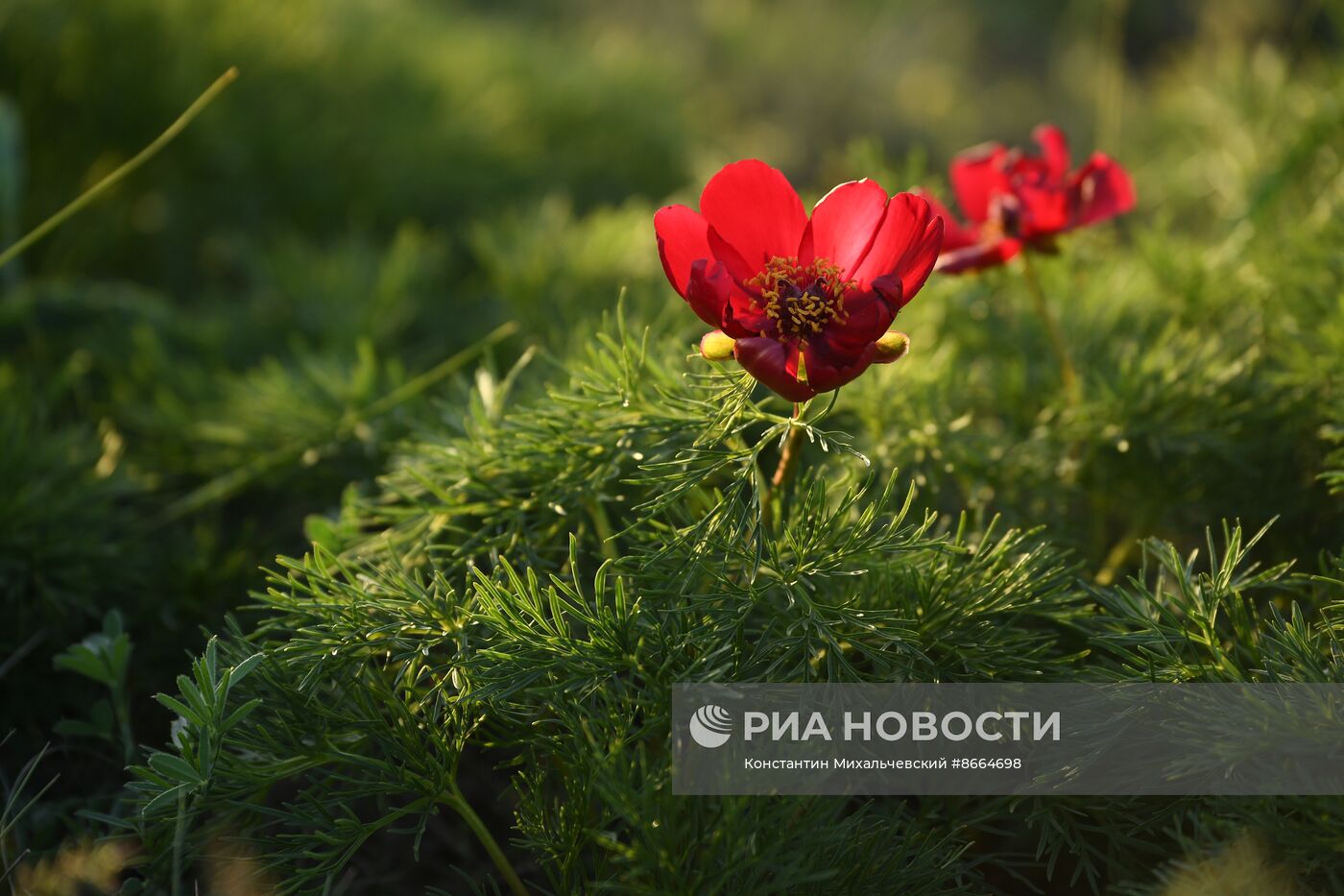 Весна в Крыму