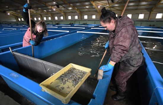 Лососевый рыбоводный завод в Приморском крае