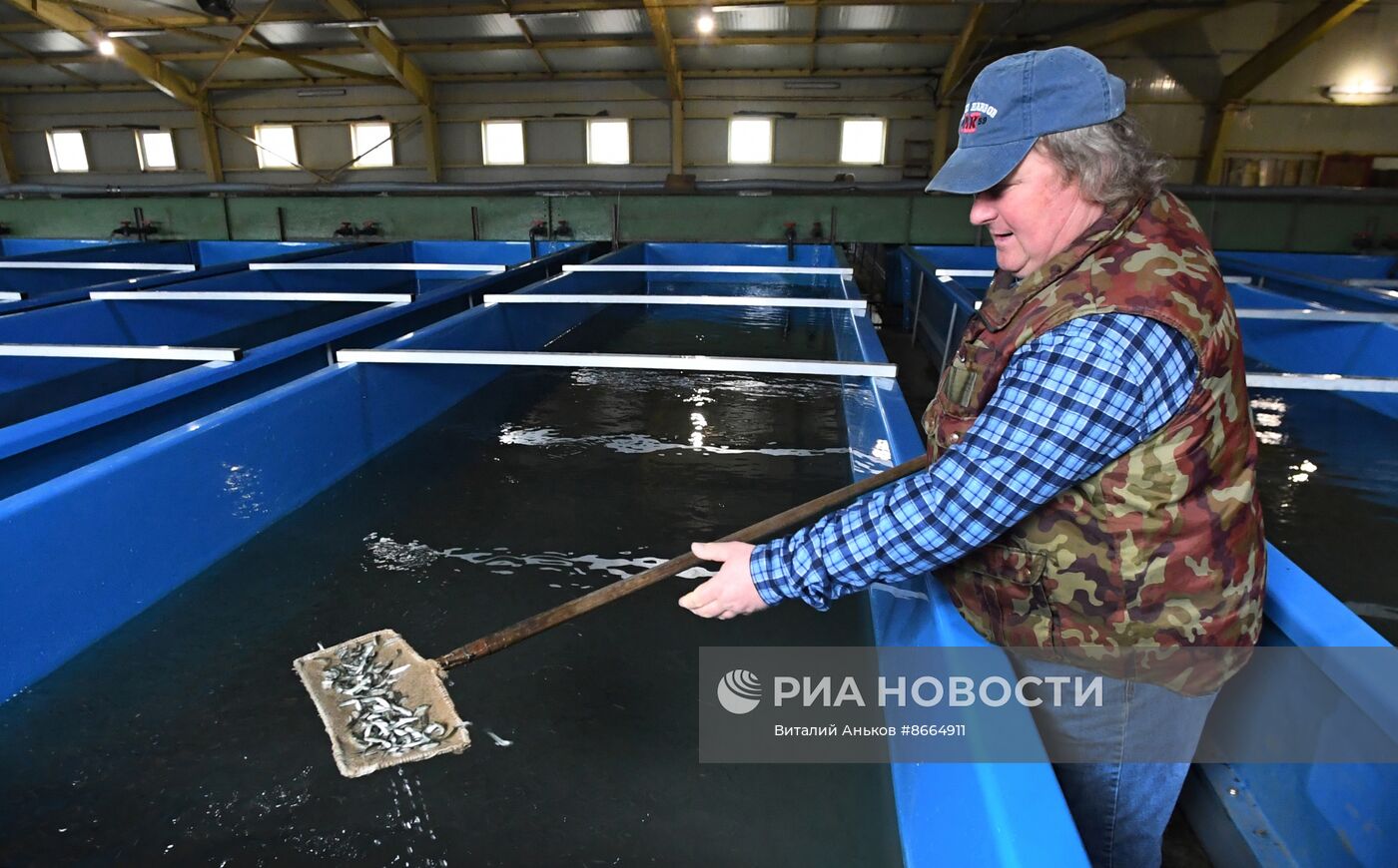 Лососевый рыбоводный завод в Приморском крае