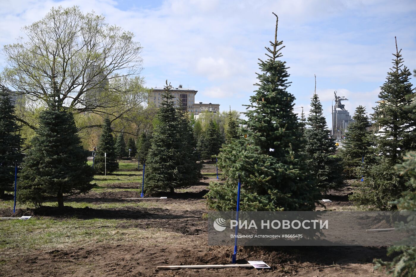 Выставка "Россия". Субботник "Еловая аллея"