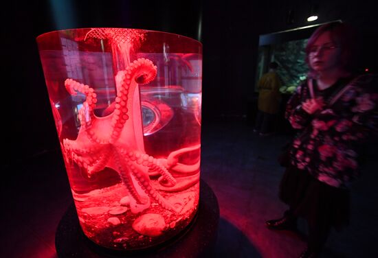 Экологический праздник в Приморском океанариуме